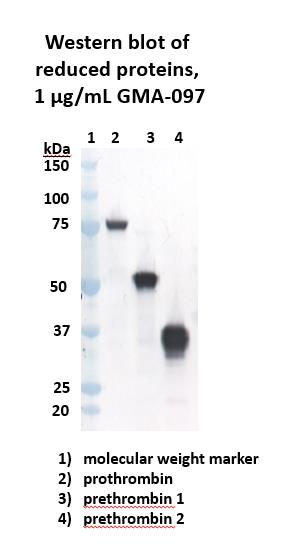 western blot data showing GMA-097 binding prothrombin, prethrombin 1, and prethrombin 2.