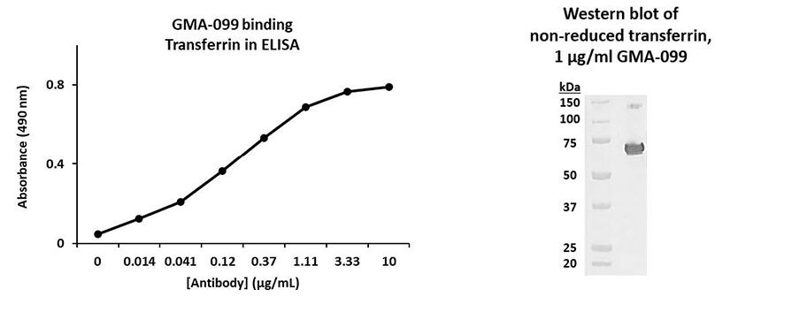 Western blot and ELISA validation for GMA-099 recognizing transferrin