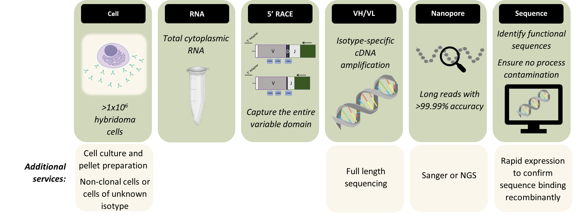 The key steps to obtaining an antibody sequence
