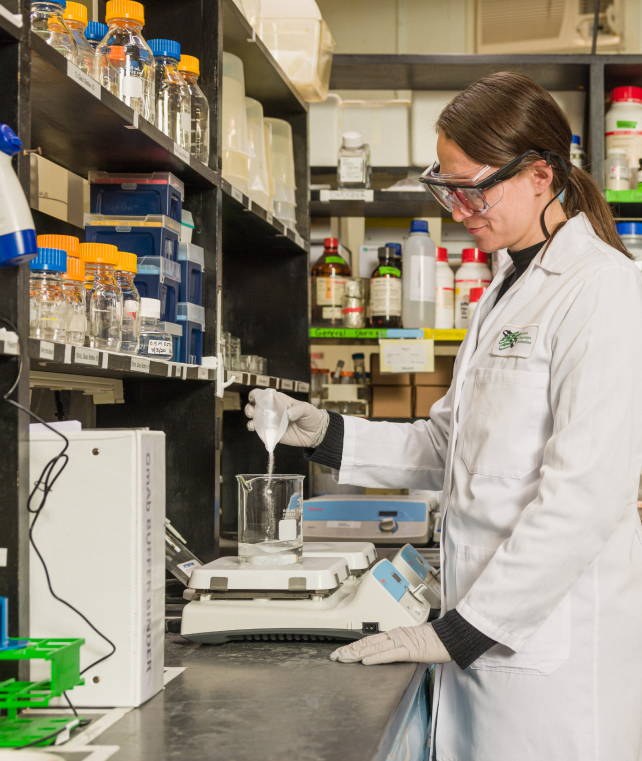 This image shows a woman scientist in PPE pouring powder into a liquid on a stir plate. This is part of a process for developing monoclonal antibodies.