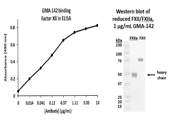 Validation data for GMA-142 being run on western blot and ELISA