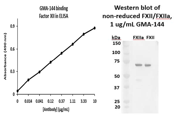 GMA-144 validation data of western blot and ELISA