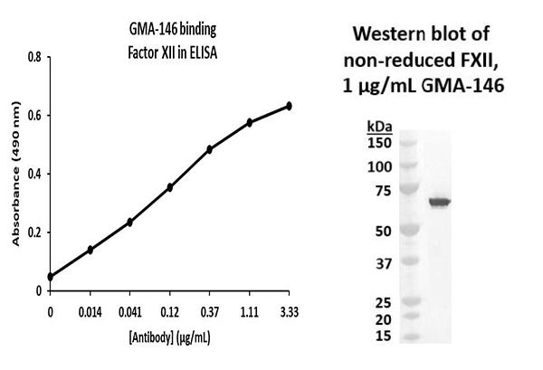 GMA-146 validation data on western blot and ELISA