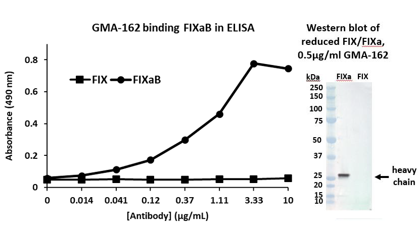 Validation data of western blot and ELISA for GMA-162