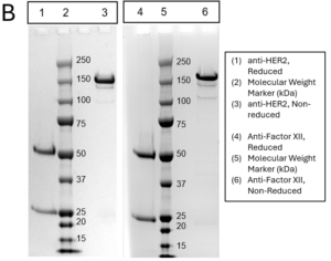 SDS-PAGE gel displaying reduced and non-reduced anti-HER2 and anti-Factor XII monoclonal antibodies. Lanes 1 and 4 show reduced samples; lanes 3 and 6 show non-reduced forms. Lanes 2 and 5 are molecular weight markers from 15 to 250 kDa. Band patterns validate antibody size and structural integrity.